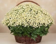 Цветочная композиция из Ромашки в корзине #REPLACE_PRED# Удомле